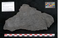 Foto (Objekt + Etikett) von Callipteris sp.  (NHMW-GEO-2024-0188-10915)